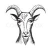 Crazy Goat