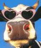 Da Cool Cow